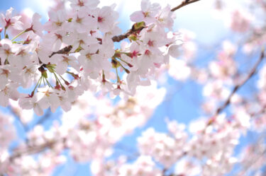 4月の活動内容
